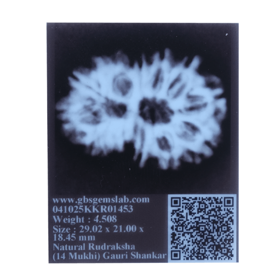 14 Mukhi Rudraksha Size: 22.13 mm (With Lab Certificate) Buy 14 Mukhi rudraksha online, Higher Rudraksha, 14 Mukhi Rudraksha from Nepal image