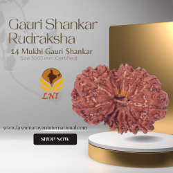 14 Mukhi Gauri Shankar Rudraksha Size 30.03 mm (Certified)