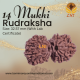 14 Mukhi Gauri Shankar Rudraksha Size: 32.57 mm (Certified) 