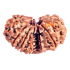 14 Mukhi Gauri Shankar Ganesha Rudraksha Size 29.81 mm (Certified)