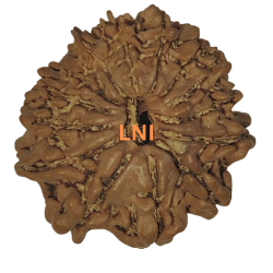 14 Mukhi Rudraksha Size: 18.63 mm (Certified)