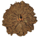 14 Mukhi Rudraksha Size: 25.10 mm (Certified) image