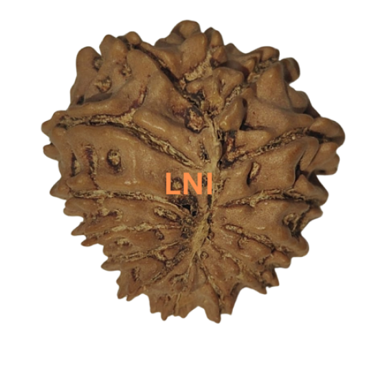 14 Mukhi Rudraksha Size: 25.10 mm (Certified) image