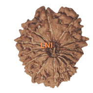 14 Mukhi Rudraksha Size: 18.74 mm (Certified)