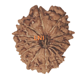14 Mukhi Rudraksha Size: 18.74 mm (Certified)