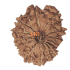 14 Mukhi Rudraksha Size: 18.74 mm (Certified)