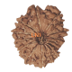 14 Mukhi Rudraksha Size: 25.41 mm (Certified) image