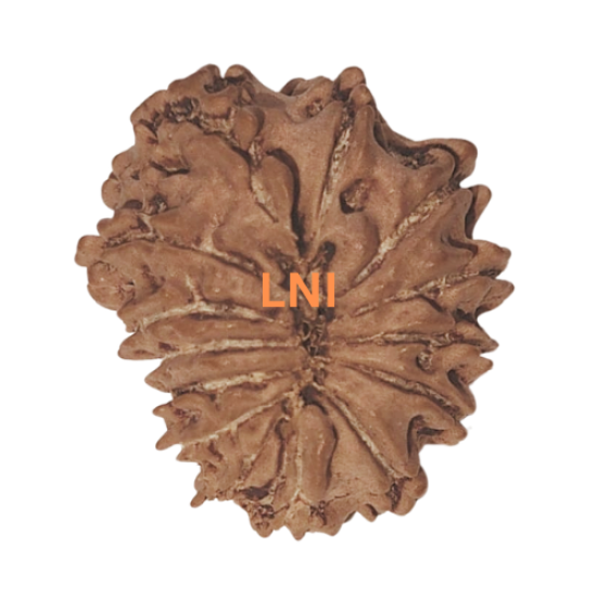 14 Mukhi Rudraksha Size: 25.41 mm (Certified) image
