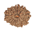 14 Mukhi Rudraksha Size: 18.95 mm (Certified)
