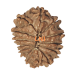 14 Mukhi Rudraksha Size: 25.37 mm (With Lab Certificate) image