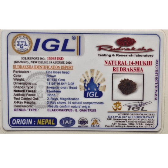 14 Mukhi Rudraksha Size: 25.37 mm (With Lab Certificate) image