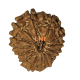 14 Mukhi Rudraksha Size: 22.75 mm (With Lab Certificate) Buy 14 Mukhi rudraksha online, Higher Rudraksha, 14 Mukhi Rudraksha from Nepal image