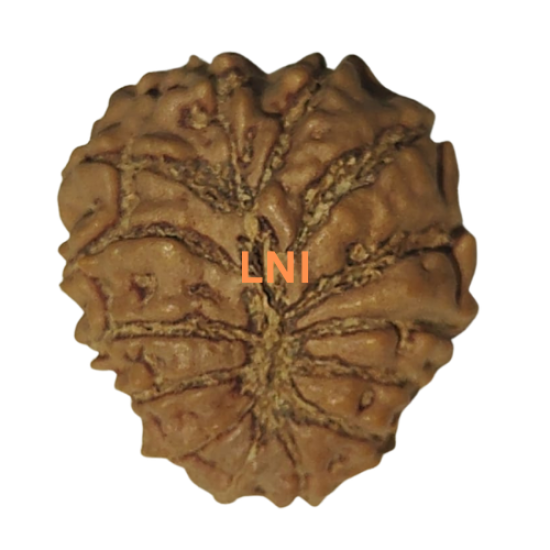14 Mukhi Rudraksha Size: 22.75 mm (With Lab Certificate) Buy 14 Mukhi rudraksha online, Higher Rudraksha, 14 Mukhi Rudraksha from Nepal image