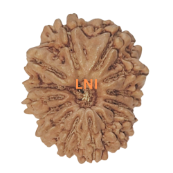 14 Mukhi Rudraksha Size: 19.60mm (Certified)
