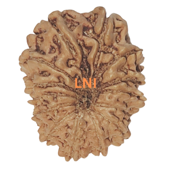 14 Mukhi Rudraksha Size: 21.43 mm  Buy 14 Mukhi rudraksha online, Higher Rudraksha, 14 Mukhi Rudraksha from Nepal image