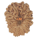 14 Mukhi Rudraksha Size: 21.43 mm  Buy 14 Mukhi rudraksha online, Higher Rudraksha, 14 Mukhi Rudraksha from Nepal image
