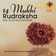 14 Mukhi Rudraksha Size: 24.02 mm (Certified)