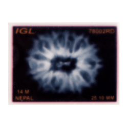 14 Mukhi Rudraksha Size: 25.10 mm (Certified)