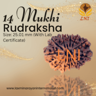 14 Mukhi Rudraksha Size: 25.01 mm (Certified)