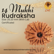 14 Mukhi Rudraksha Size: 25.10 mm (Certified)