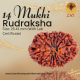 14 Mukhi Rudraksha Size: 25.41 mm (Certified)