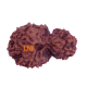 16 Mukhi Gauri-Shankar Rudraksha Size: 23.23 mm (Certified)