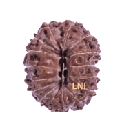 16 Mukhi Rudraksha Size: 16.25 mm (With Lab Certificate)