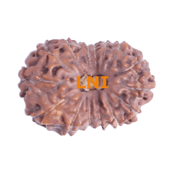 16 Mukhi Rudraksha Size: 18.81 mm (With Lab Certificate)