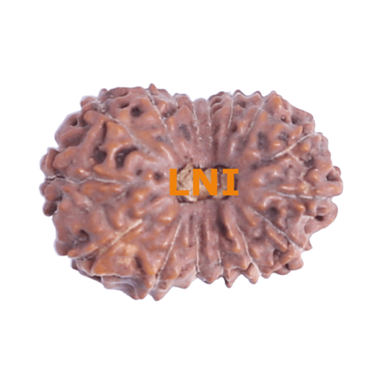 16 Mukhi Rudraksha Size: 20.80 mm (With Lab Certificate) Higher Rudraksha, 16 Mukhi Rudraksha, 16 mukhi Rudraksha from Indonesia image