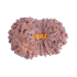 16 Mukhi Rudraksha Size: 18.81 mm (With Lab Certificate)