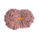 16 Mukhi Rudraksha Size: 20.80 mm (With Lab Certificate) Higher Rudraksha, 16 Mukhi Rudraksha, 16 mukhi Rudraksha from Indonesia image