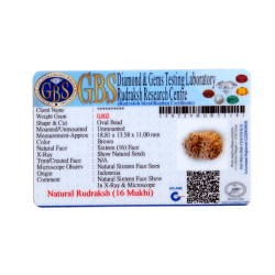 16 Mukhi Rudraksha Size: 18.81 mm (With Lab Certificate)