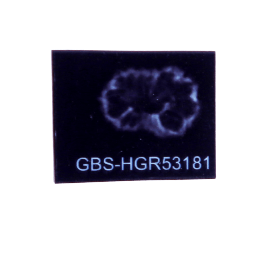 16 Mukhi Rudraksha Size: 20.80 mm (With Lab Certificate) Higher Rudraksha, 16 Mukhi Rudraksha, 16 mukhi Rudraksha from Indonesia image