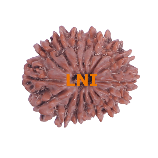 16 Mukhi Rudraksha Size: 30.62 mm (With Lab Certificate) image