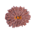 16 Mukhi Rudraksha Size: 22.22 mm (With Lab Certificate)