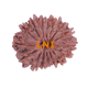 16 Mukhi Rudraksha Size: 30.62 mm (With Lab Certificate) image