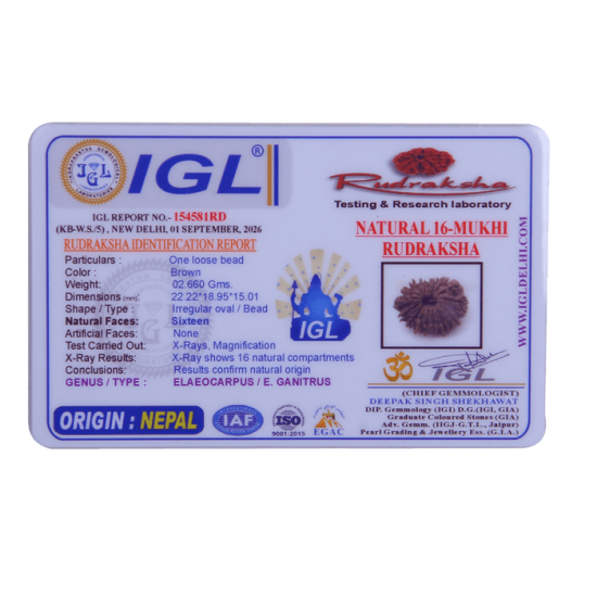 16 Mukhi Rudraksha Size: 30.62 mm (With Lab Certificate) image