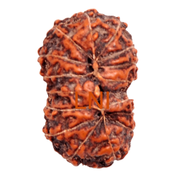 16 Mukhi Rudraksha Size: 25.70 mm (With Lab Certificate)