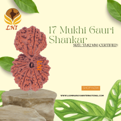 17 Mukhi Gauri Shankar Size: 35.82 mm (Certified)