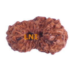 17 Mukhi Rudraksha Size: 11.68 mm (With Lab Certificate)