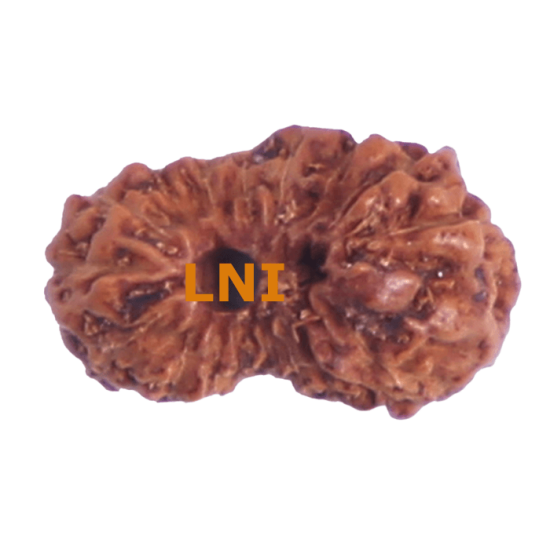 17 Mukhi Rudraksha Size: 11.80 mm (With Lab Certificate) Higher Rudraksha, 17 Mukhi Rudraksha, 17 Mukhi Rudraksha from Indonesia image