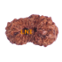 17 Mukhi Rudraksha Size: 11.68 mm (With Lab Certificate)