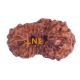 17 Mukhi Rudraksha Size: 11.80 mm (With Lab Certificate) Higher Rudraksha, 17 Mukhi Rudraksha, 17 Mukhi Rudraksha from Indonesia image