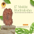 17 Mukhi Rudraksha Size: 13.17 mm (With Lab Certificate)