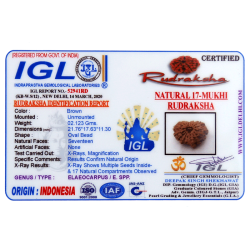17 Mukhi Rudraksha Size: 21.76 mm (With Lab Certificate)