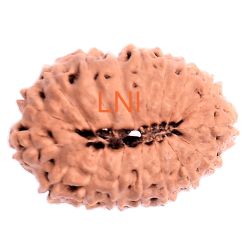 17 Mukhi Rudraksha Size: 22.20 mm (With Lab Certificate)