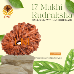 17 Mukhi Rudraksha Size: 11.80 mm (With Lab Certificate)