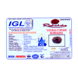 17 Mukhi Rudraksha Size: 18.92 mm (With Lab Certificate)