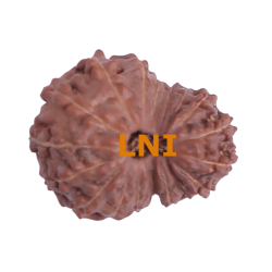 18 Mukhi Rudraksha Size: 16.92 mm (With Lab Certificate)