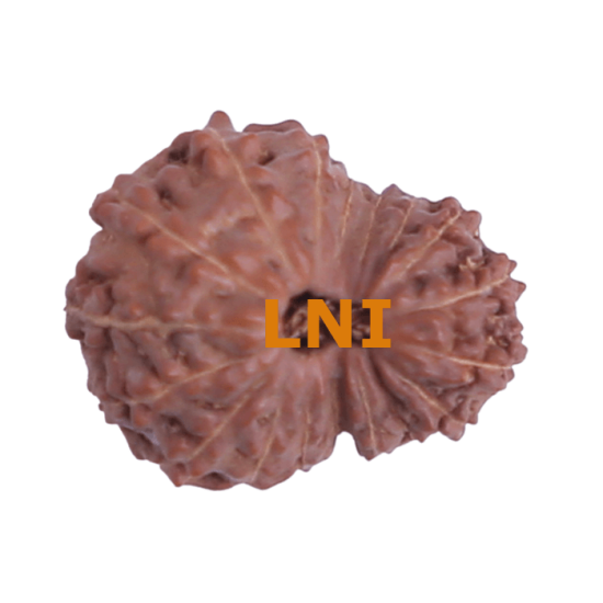18 Mukhi Rudraksha Size: 16.55 mm (With Lab Certificate) image